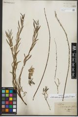 Foto von Salix repens subsp. rosmarinifolia (L.) Andersson